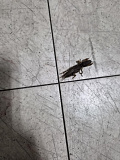 저는 땅..